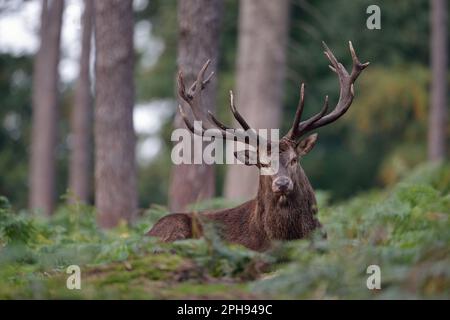 Contact visuel... Cerf rouge ( Cervus elaphus ) se reposant au milieu de la forêt dans la fougères, allongé sur le sol Banque D'Images
