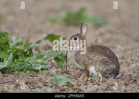 sur un champ non cultivé... Le lapin sauvage ( Oryctolagus cuniculus ) mange des herbes de champ Banque D'Images