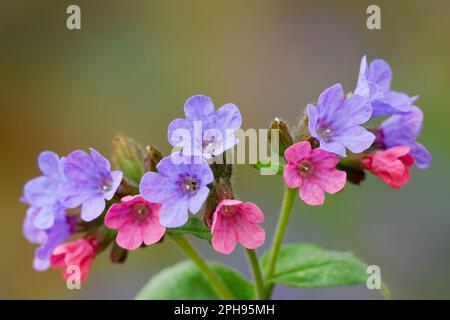 Poumon commun, fleurs de Pulmonaria officinalis, gros plan. Plante médicinale, herbe. Arrière-plan flou, espace de copie. Beckov, Slovaquie Banque D'Images