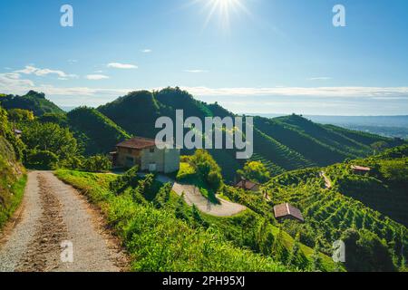 Vignes et une route en amont sur les collines du Prosecco le matin. Patrimoine mondial de l'UNESCO. Valdobbiadene, Vénétie, Italie Banque D'Images