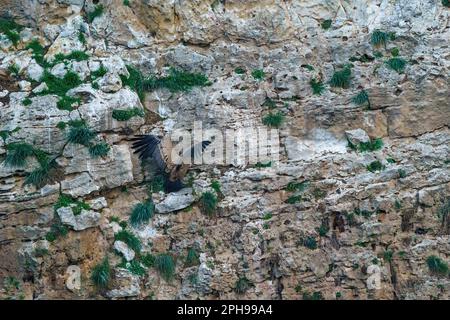 Griffon Vulture avec ses ailes ouvertes sur le mur près de son nid Banque D'Images