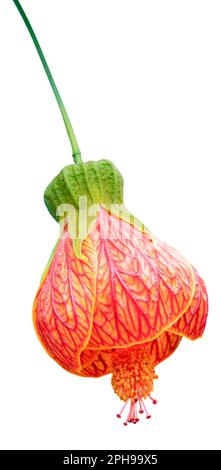 Abutilon(Floraison érable) est en forme de cloches ou de lanternes. Gros plan. La belle fleur est isolée. Banque D'Images