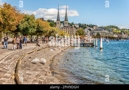 Schweizerhofquai bord du lac de Lucerne en été, Lucerne, Suisse Banque D'Images