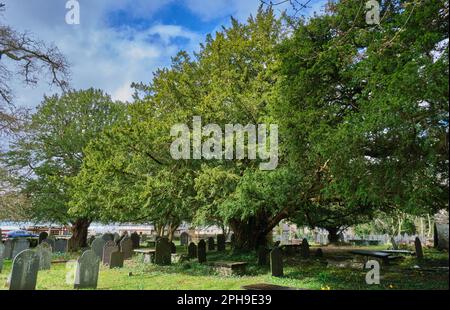 Arbres de Yew dans la vieille église St Michael's, Betws-y-Coed, Conwy, Snowdonia, pays de Galles Banque D'Images