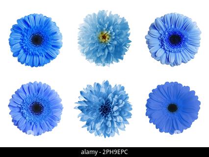 Ensemble avec différentes belles fleurs bleues sur fond blanc Banque D'Images