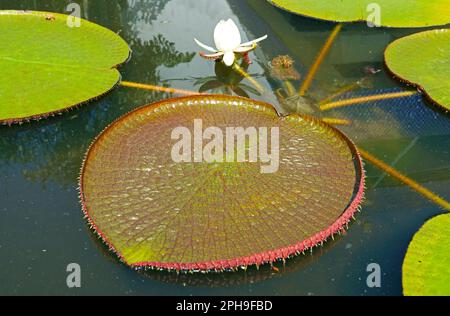 Coeur en forme de grand blocs de nénuphars de Victoria Amazonica dans un étang Banque D'Images