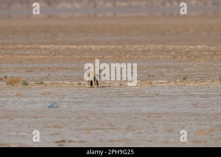 Paire de renards du Bengale également connue sous le nom de renard indien ou Vulpes bengalensis dans le Grand Rann de Kutch dans le Gujarat, Inde Banque D'Images