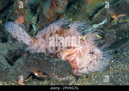 Grenouille poilue (Antennarius striatus) détroit de Lembeh, Sulawesi du Nord, Indonésie Banque D'Images