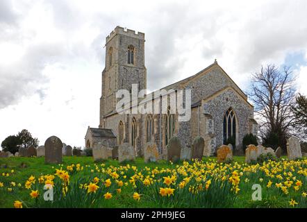 Une vue de l'église paroissiale de SS. Peter et Paul au printemps avec des jonquilles dans North Norfolk à honing, Norfolk, Angleterre, Royaume-Uni. Banque D'Images