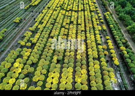 L'eau du jardin des pâquerettes jaunes, vue aérienne, préparation à la récolte. Ils sont hydroponiques plantés dans des jardins le long du delta du Mékong pour la vente pendant Banque D'Images