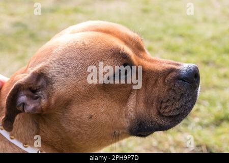 Chien de taureau anglais staffordshire, portrait d'animal de compagnie. Banque D'Images