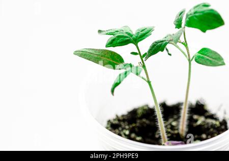 Les jeunes plants de tomates sont prêts à être plantés dans la serre Banque D'Images