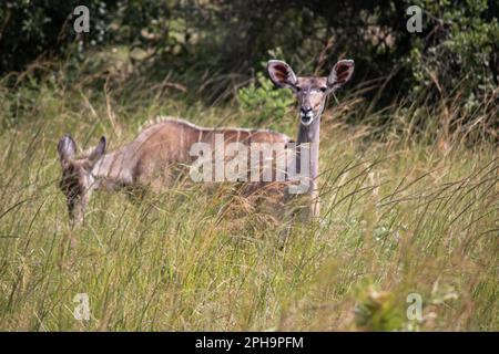 Le Grand Kudu est un grand antilope aux couleurs tawny et aux fines rayures verticales blanches, clairsemées, à Savannah dans le parc national du Zimbabwe Banque D'Images