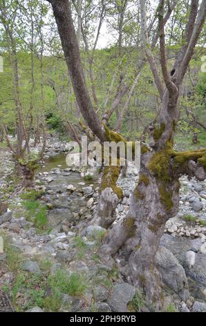 Grèce, Thessalie, Larisa, Elassona Flampouro village Old Watermill area Banque D'Images
