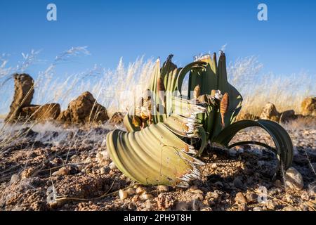 Welwitschias, Welwitschia mirabilis, plante aux fleurs et au ciel bleu. Dans le parc national Namib Naukluft, Skeleton Coast, Namibie, Afrique Banque D'Images