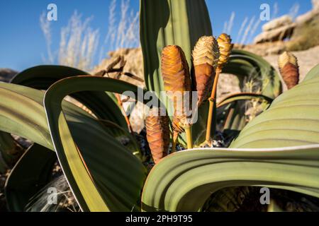 Welwitschias, Welwitschia mirabilis, plante aux fleurs et au ciel bleu. Dans le parc national Namib Naukluft, Skeleton Coast, Namibie, Afrique Banque D'Images