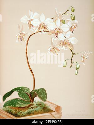 Illustration antique d'orchidée. ca1885. Phalenopsis stuartiana Banque D'Images