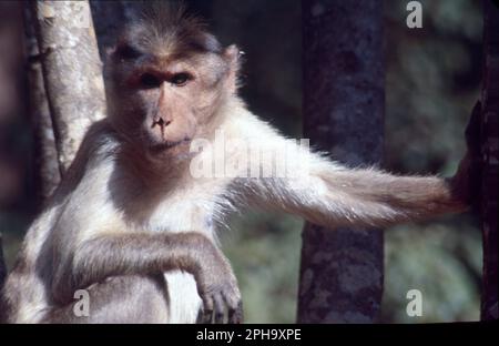 Parmi tous les autres macaques en Inde, le singe rhésus (Macaca mulatta) est le singe le plus commun et occupe un rôle important dans les aspects culturels et traditionnels du pays. Banque D'Images