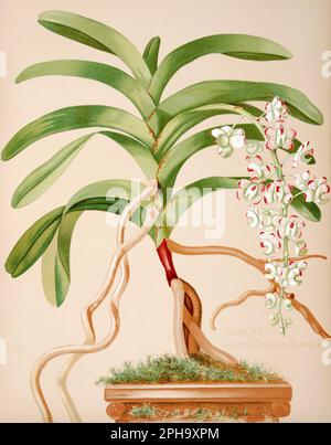 Illustration antique d'orchidée. ca1885. Aerides Quinquevullum Banque D'Images