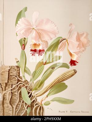 Illustration antique d'orchidée. ca1885. Triane Cattleya Banque D'Images