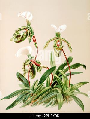 Illustration antique d'orchidée. ca1885. Cypripedium Spicerianum Banque D'Images