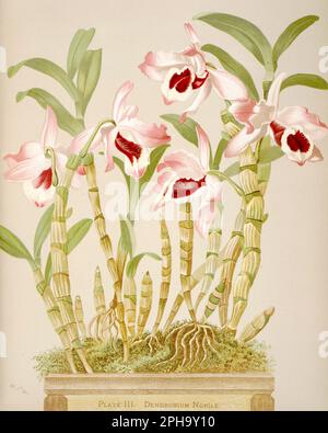 Illustration antique d'orchidée. ca1885. Dendobrium Nobile Banque D'Images