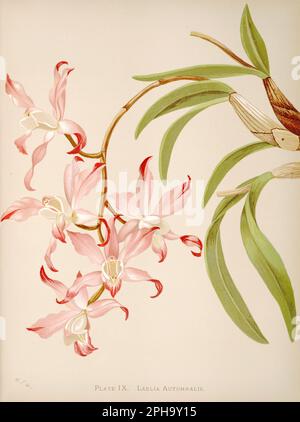 Illustration antique d'orchidée. ca1885. Laelia Autumnalis Banque D'Images