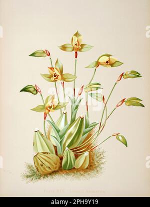 Illustration antique d'orchidée. ca1885. Lycaste aromatica Banque D'Images
