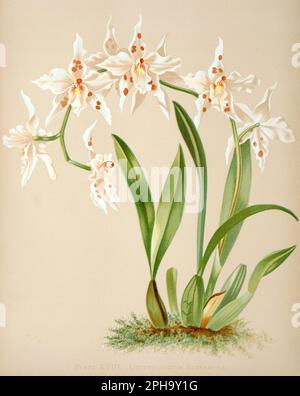 Illustration antique d'orchidée. ca1885. Odontoglosum alexandrae Banque D'Images