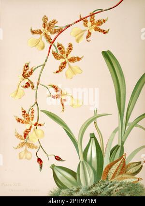 Illustration antique d'orchidée. ca1885. Oncidium Barkerii Banque D'Images