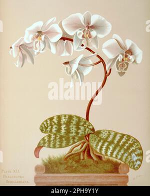 Illustration antique d'orchidée. ca1885. Phalenopsis Schilleriana Banque D'Images