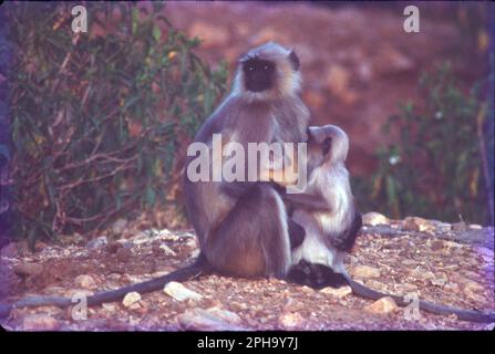 Parmi tous les autres macaques en Inde, le singe rhésus (Macaca mulatta) est le singe le plus commun et occupe un rôle important dans les aspects culturels et traditionnels du pays. Banque D'Images