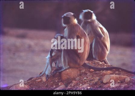 Parmi tous les autres macaques en Inde, le singe rhésus (Macaca mulatta) est le singe le plus commun et occupe un rôle important dans les aspects culturels et traditionnels du pays. Banque D'Images