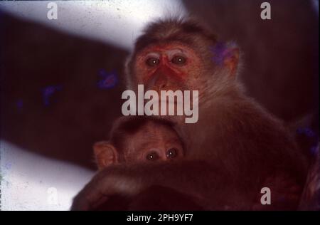 Parmi tous les autres macaques en Inde, le singe rhésus (Macaca mulatta) est le singe le plus commun et occupe un rôle important dans les aspects culturels et traditionnels du pays. Banque D'Images