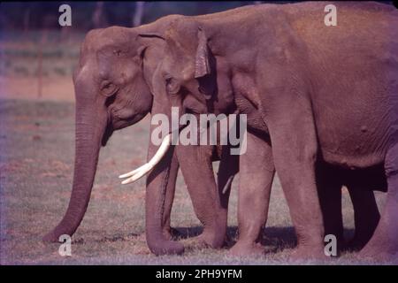 L'éléphant d'Inde est l'une des quatre sous-espèces reconnues existantes de l'éléphant d'Asie et originaire de l'Asie continentale. Depuis 1986, l'éléphant d'Asie est inscrit comme étant en voie de disparition sur la liste rouge de l'UICN, la population sauvage ayant diminué d'au moins 50 % depuis 1930s à 1940s, soit trois générations d'éléphants. L'éléphant d'Asie (Elephas maximus), également connu sous le nom d'éléphant d'Asie, est la seule espèce vivante du genre Elephas. Les éléphants indiens sont incroyablement intelligents et expressifs. Ils ont environ 6,6 à 11,5 pieds de hauteur et pèsent environ 6000 à 11 000 livres. Banque D'Images