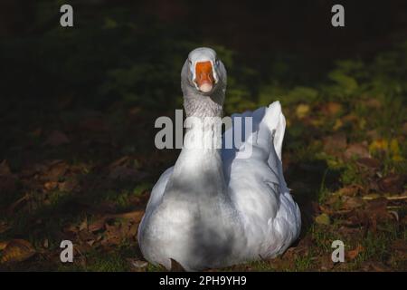 Photo d'une oie, grise et blanche, debout sur une pelouse du parc de maastricht. Bernaches domestiques, en latin Anser anser domesticus et Anser cygnoides dom Banque D'Images