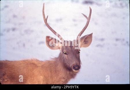 Le blackbuck, également connu sous le nom d'antilope indienne, est un antilope originaire de l'Inde et du Népal. Il habite des plaines herbeuses et des zones légèrement boisées avec des sources d'eau pérennes. Antilope, l'un des nombreux mammifères du Vieux monde qui broutage et qui naviguent à l'eau appartenant à la famille des Bovidae (ordre Artiodactyla). Nom scientifique: Antilope cervicapra Banque D'Images