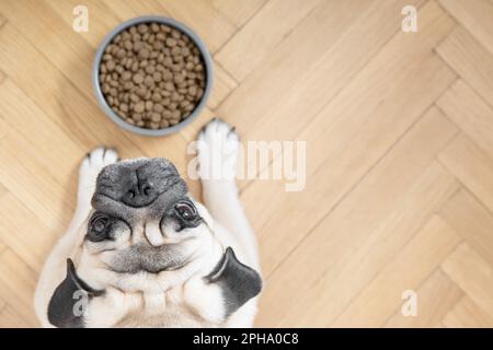 Un chien beige se trouve sur un sol en bois près d'un bol de nourriture et regarde malheureusement dans l'appareil photo. Banque D'Images