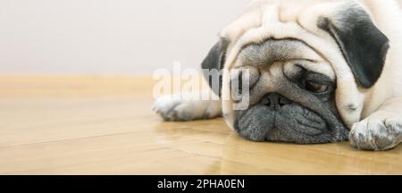 Le chien beige se trouve malheureusement sur un parquet. Concept de dépression et de problèmes de santé mentale. Bannière Web Banque D'Images