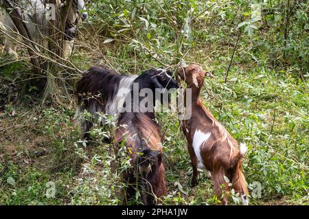 Photo d'un troupeau de chèvres, d'un bétail mangeant de l'herbe dans un champ agricole rural entouré de chèvres plus âgées, noires et brunes, dans un troupeau, en Roumanie Banque D'Images