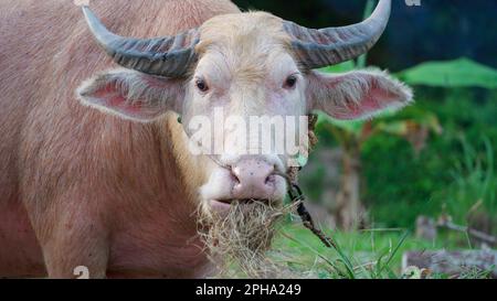 Taureau rouge avec de longues cornes mansardées mâchent soigneusement le foin sec dans l'air frais. Bison sur une corde se tient près d'une cuvette de foin pour le bétail. Animal de compagnie de ruminan Banque D'Images