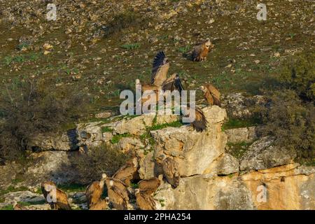 Groupe de vautours griffon sur une grande pierre à côté d'une colline verte avec des pierres Banque D'Images