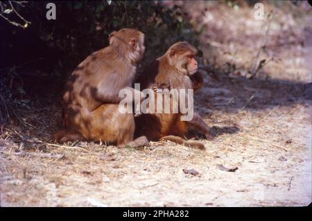 Parmi tous les autres macaques en Inde, le singe rhésus (Macaca mulatta) est le singe le plus commun et occupe un rôle important dans les aspects culturels et traditionnels du pays. Banque D'Images