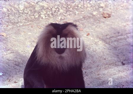 Le langur Nilgiri est un langur. Ce primate a une fourrure noire brillante sur son corps et une fourrure brune dorée sur sa tête. Il est de taille similaire et à queue longue comme les langours gris. Les femelles ont une bande blanche de fourrure sur l'intérieur de la cuisse. Il vit généralement en troupes de neuf à dix singes. Nom scientifique: Trachypithecus johnii. Le langur Nilgiri (Semnopithecus johnii) est un langur ce primate a de la fourrure noire brillante sur son corps et de la fourrure brune dorée sur sa tête. Banque D'Images