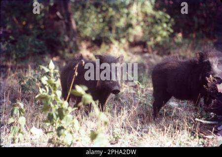 Le sanglier indien, également connu sous le nom de cochon andamanais ou moupin, est une sous-espèce de sanglier originaire de l'Inde, du Népal, du Myanmar, de l'ouest de la Thaïlande et du Sri Lanka le sanglier indien diffère de son européen Banque D'Images