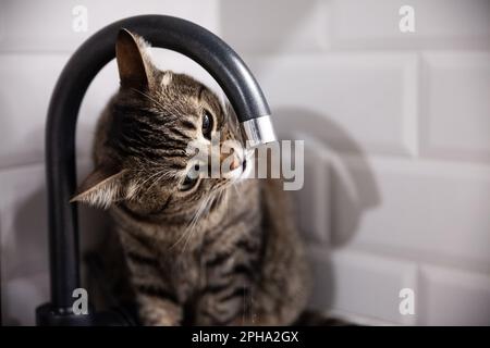 Photo d'un chat domestique, tabby, regardant curieux tout en buvant de l'eau d'un robinet dans une cuisine. Banque D'Images