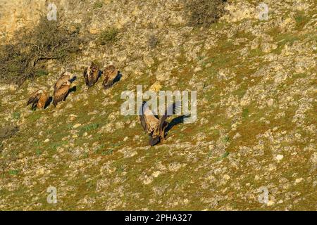Griffon vautour des arbres avec des feuilles vertes au printemps au crépuscule Banque D'Images