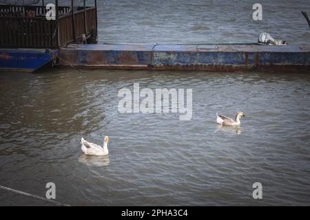 Photo d'une oie, grise et blanche, debout dans une rivière du parc de belgrade. Bernaches domestiques, en latin Anser anser domesticus et Anser cygnoides Dome Banque D'Images