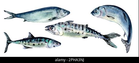 Ensemble d'illustrations d'aquarelle de hareng et de maquereau isolées sur fond blanc. Divers poissons frais de l'Atlantique dessinés à la main. Elément de conception pour emballage Banque D'Images