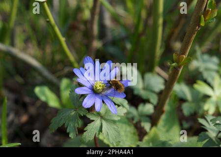 Bombylius Major et Anemonoides blanda Banque D'Images